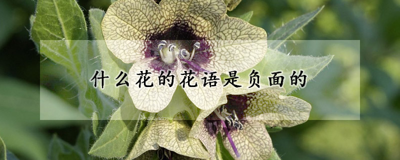 什么花的花语是负面的