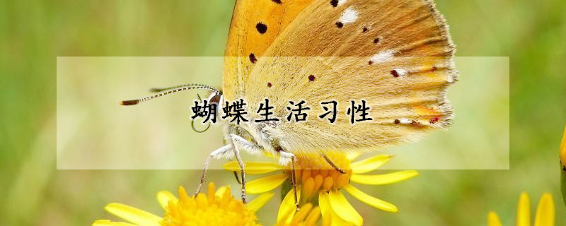 蝴蝶生活习性