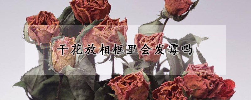 干花放相框里会发霉吗