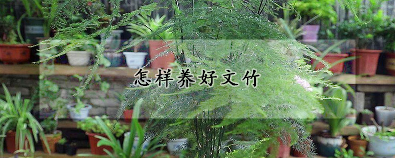 怎样养好文竹