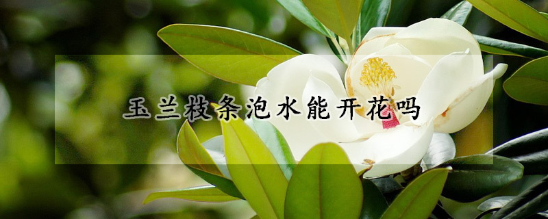 玉兰枝条泡水能开花吗