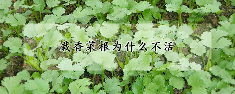 栽香菜根为什么不活