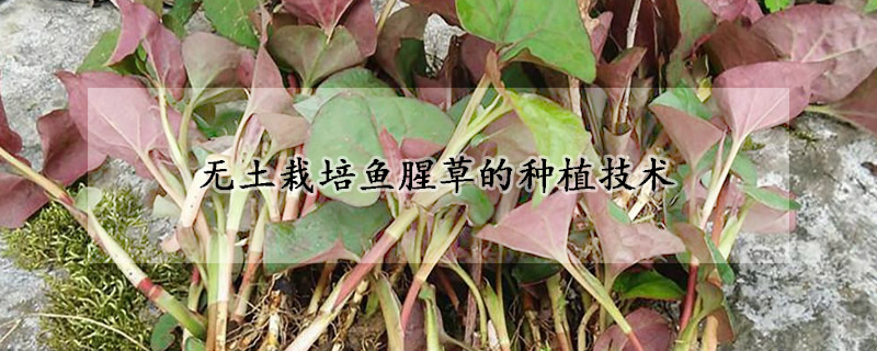 无土栽培鱼腥草的种植技术