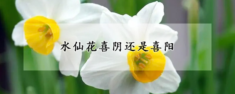 水仙花喜阴还是喜阳