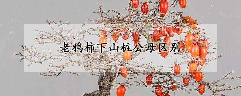 老鸦柿下山桩公母区别