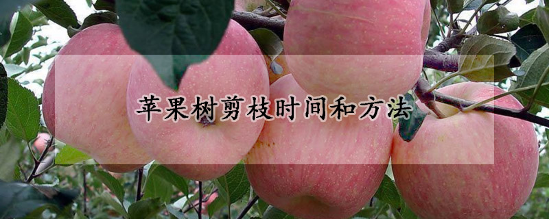 苹果树剪枝时间和方法