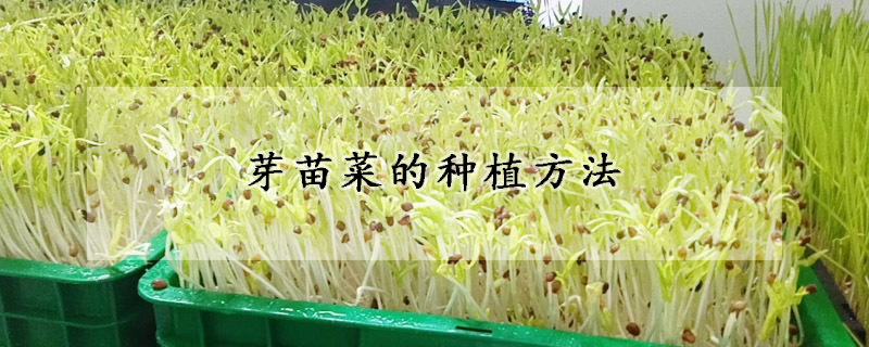 芽苗菜的种植方法