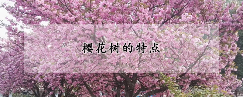 樱花树的特点