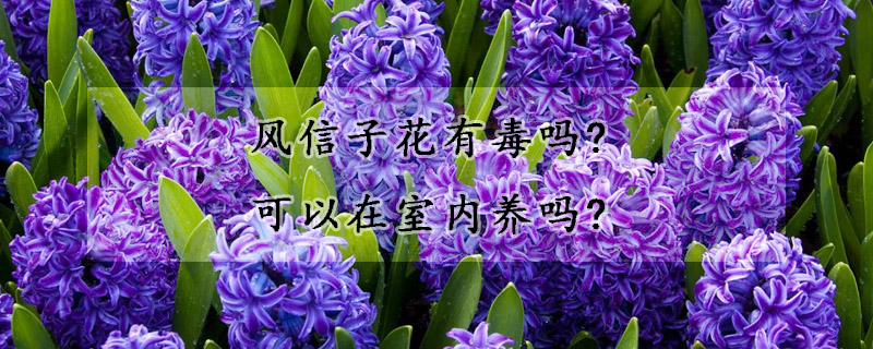 风信子花有毒吗?可以在室内养吗?