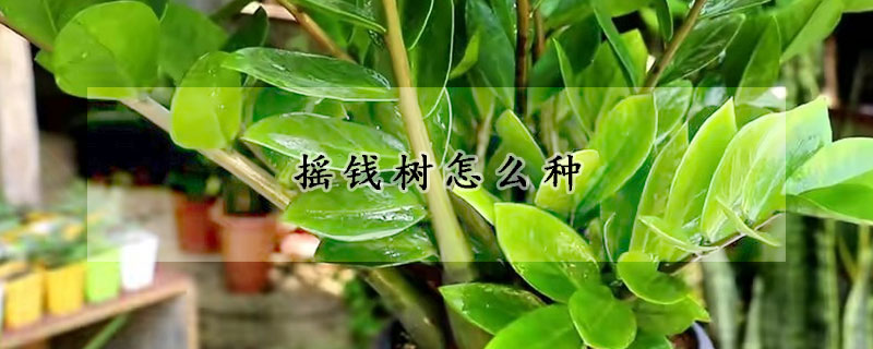 摇钱树怎么种