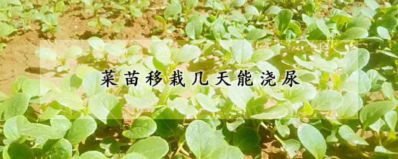 菜苗移栽几天能浇尿