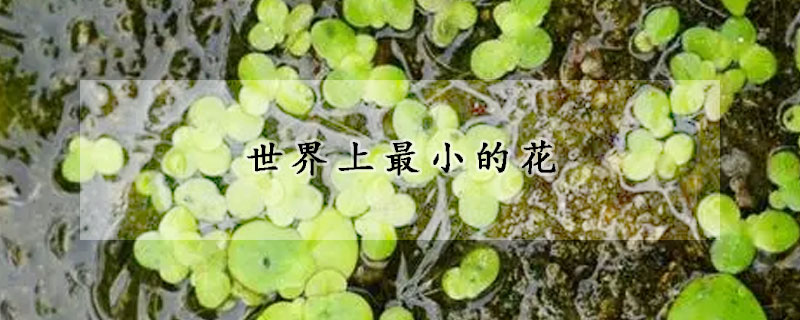 世界上最小的花