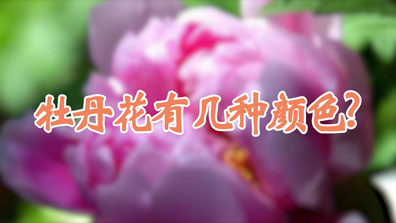 牡丹花有几种颜色?