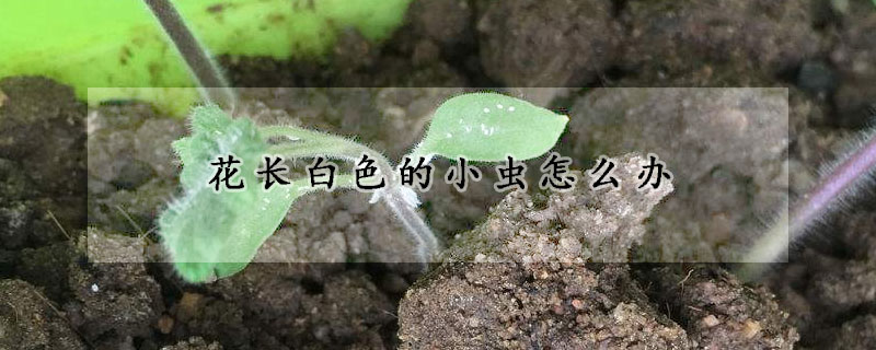 花长白色的小虫怎么办