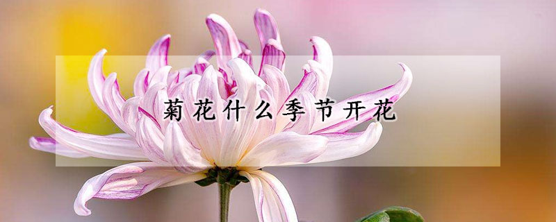 菊花什么季节开花