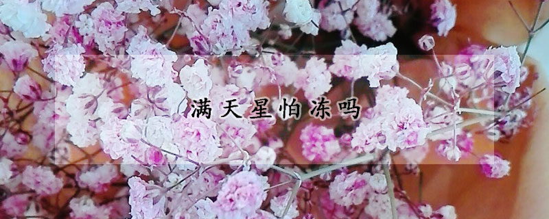 满天星怕冻吗