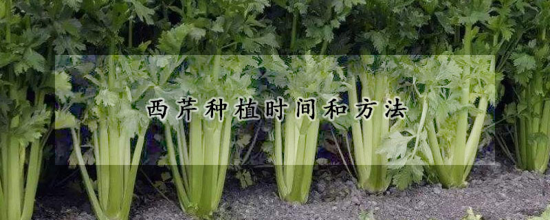 西芹种植时间和方法