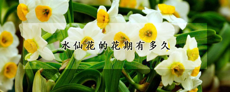 水仙花的花期有多久