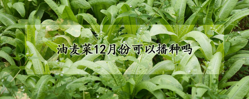 油麦菜12月份可以播种吗