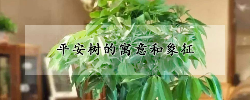 平安树的寓意和象征