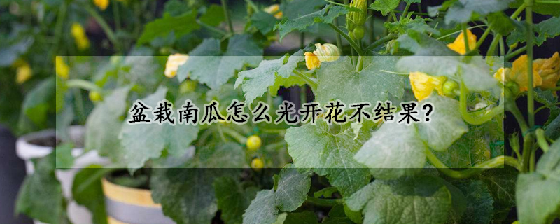 盆栽南瓜怎么光开花不结果?