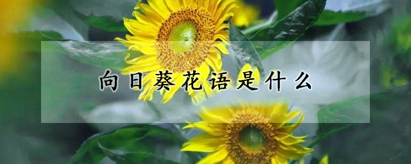 向日葵花语是什么