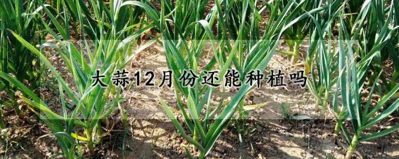 大蒜12月份还能种植吗