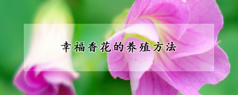 幸福香花的养殖方法