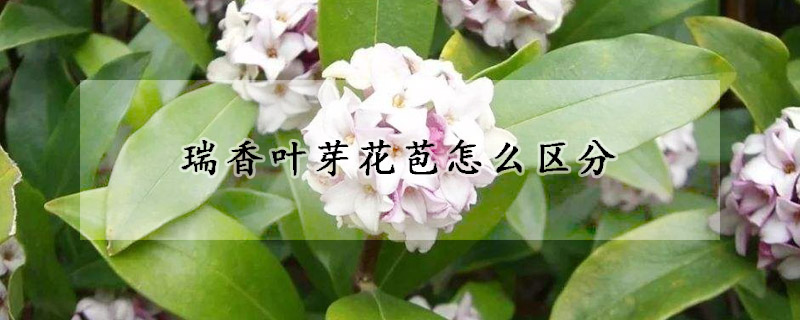 瑞香叶芽花苞怎么区分