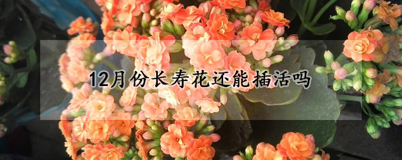 12月份长寿花还能插活吗