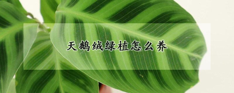 天鹅绒绿植怎么养