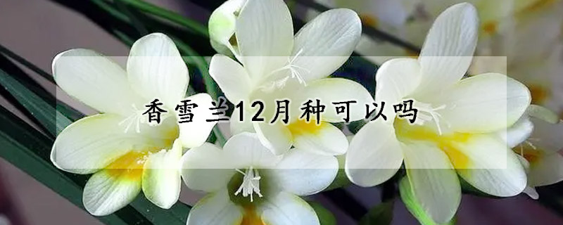 香雪兰12月种可以吗