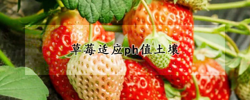 草莓适应ph值土壤