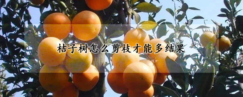 桔子树怎么剪枝才能多结果