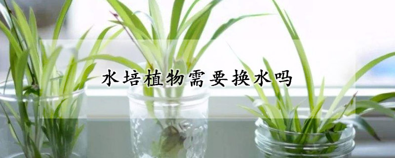 水培植物需要换水吗