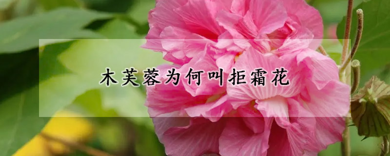 木芙蓉为何叫拒霜花