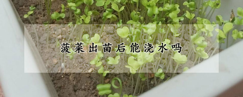 菠菜出苗后能浇水吗