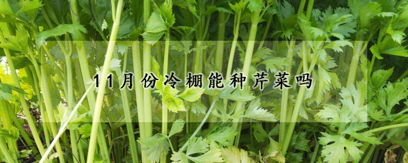 11月份冷棚能种芹菜吗