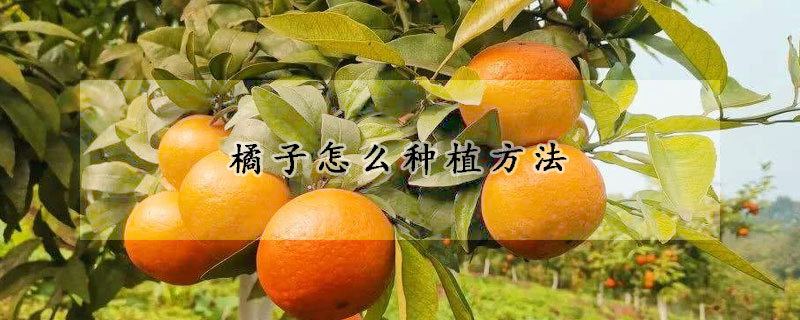 橘子怎么种植方法