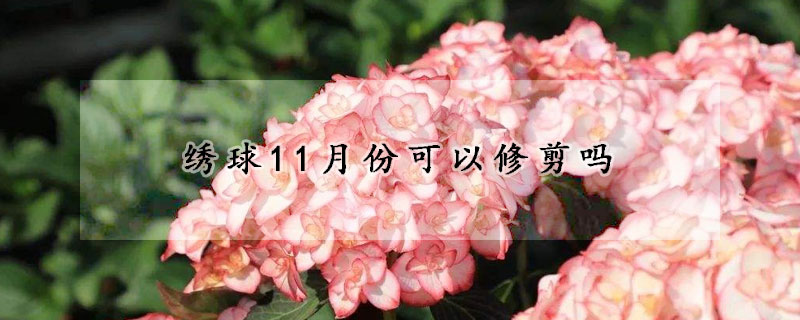 绣球11月份可以修剪吗