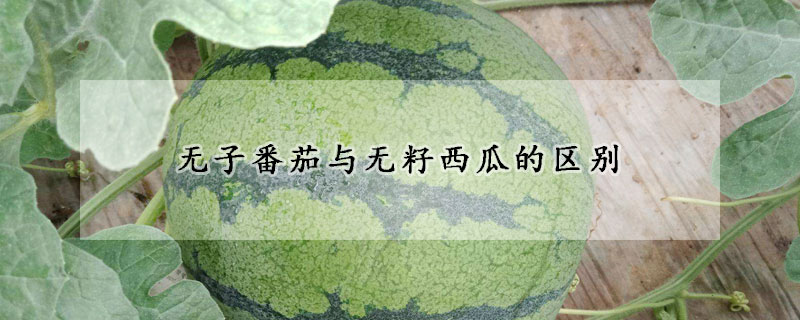 无子番茄与无籽西瓜的区别