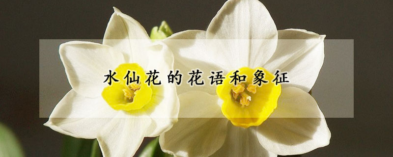 水仙花的花语和象征