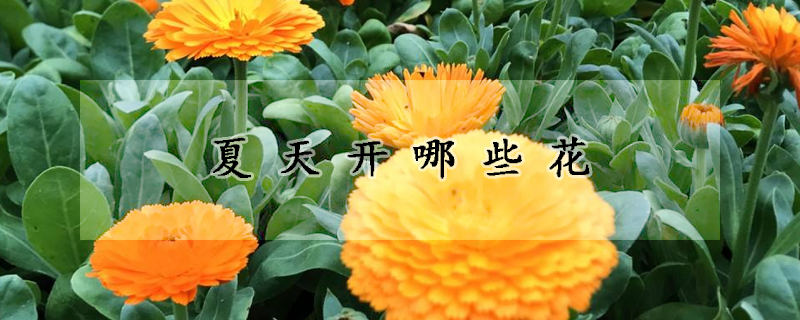 夏天开哪些花