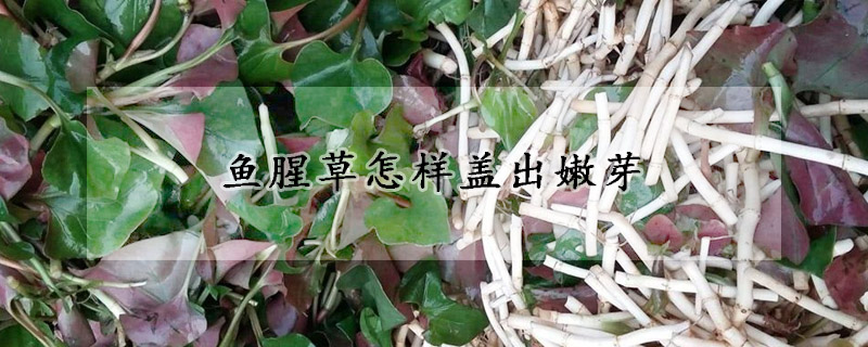 鱼腥草怎样盖出嫩芽