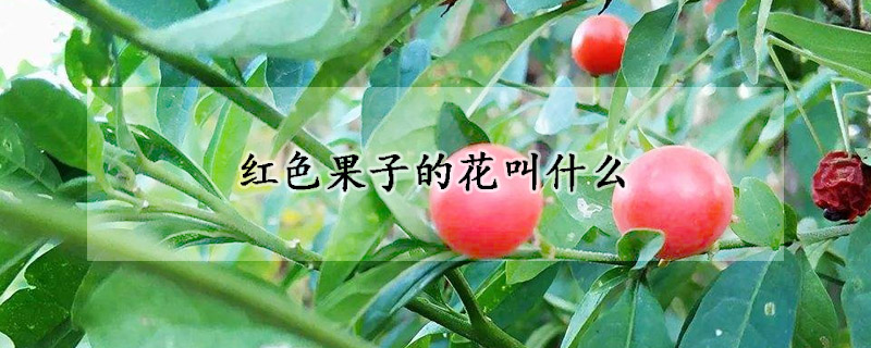 红色果子的花叫什么