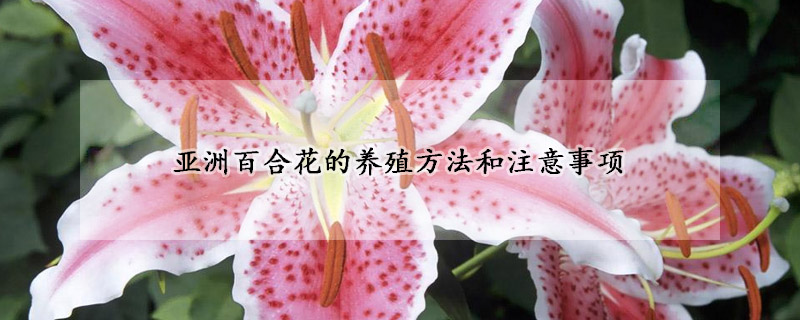 亚洲百合花的养殖方法和注意事项