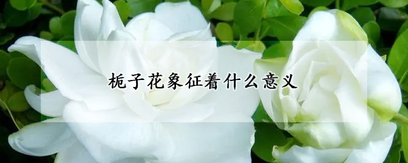 栀子花象征着什么意义