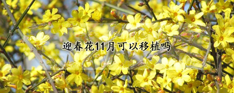 迎春花11月可以移植吗