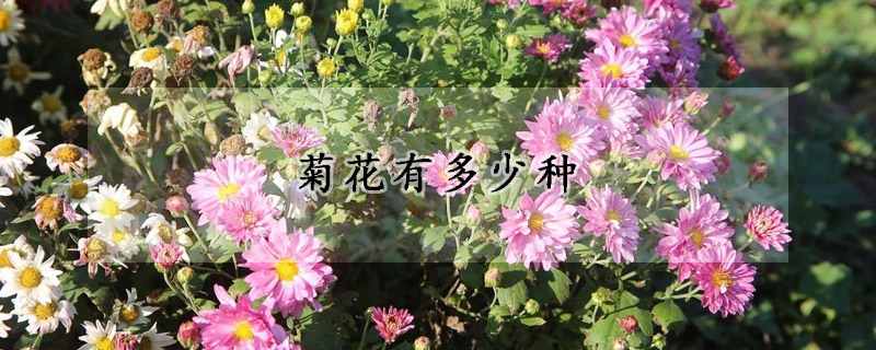 菊花有多少种