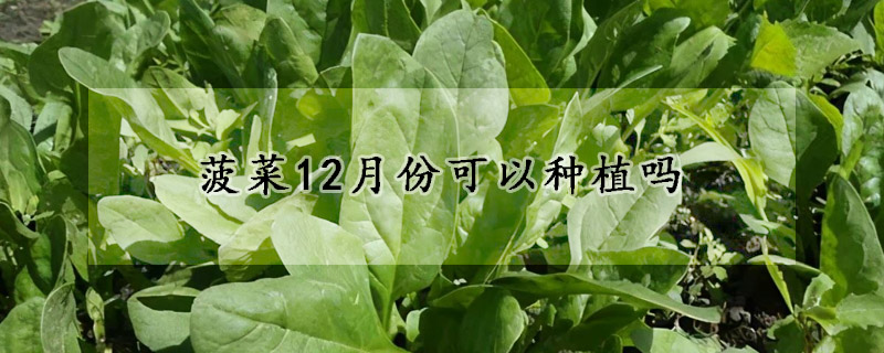 菠菜12月份可以种植吗